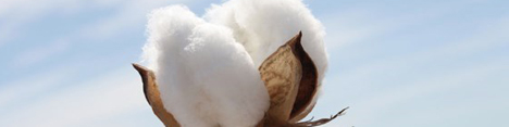 پنبه - Cotton