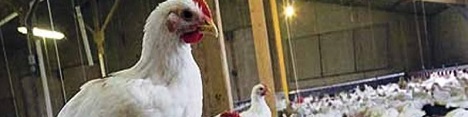 بهره بهرداری از دو واحد پرورش مرغ گوشتی در روستاهای همدان
