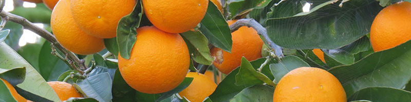 سیاست صادرات پرتقال و نارنگی به نفع ملی و تولیدکنندگان است