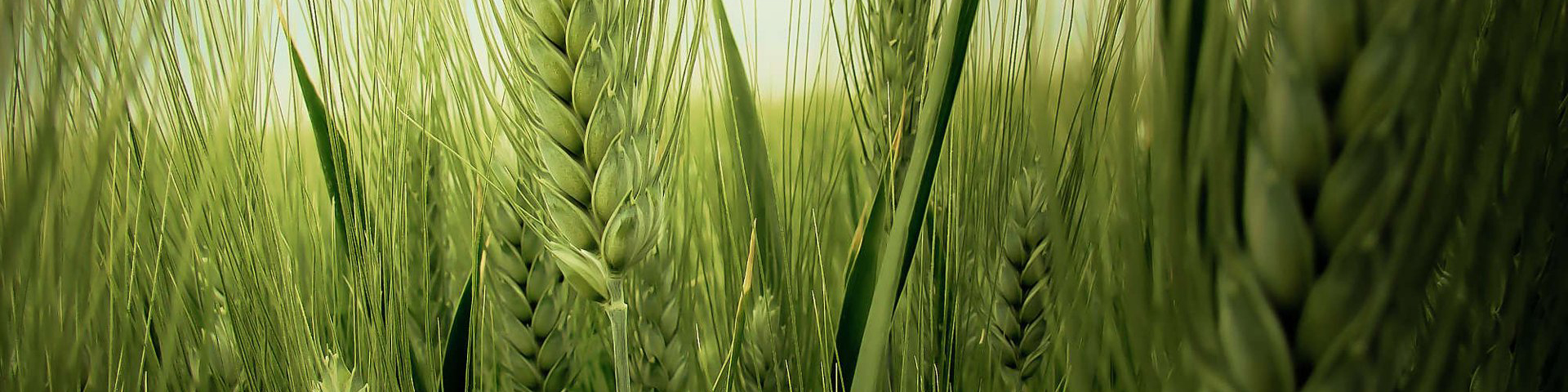 عرضه ۴۱ هزار تن گندم خوراکی در قالب طرح قیمت تضمینی