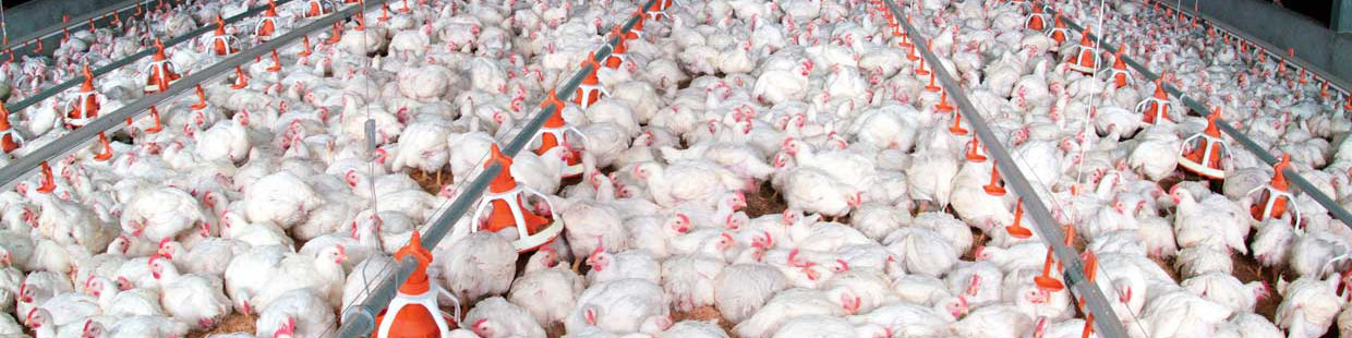 افزایش قیمت مواد پروتئینی دلیل گرانی مرغ شد