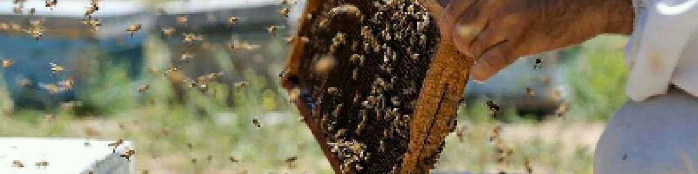 تعویق صادرات ۵ هزار تنی عسل ایران به آفریقای جنوبی در سایه کرونا