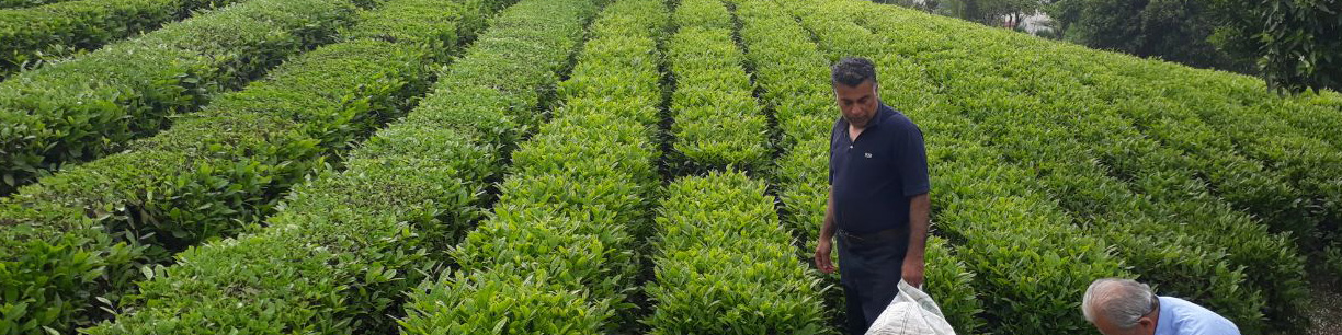 رشد ۹ درصدی خرید برگ سبز چای/ تولید چای از ۳۰ هزار تن فراتر می‌رود