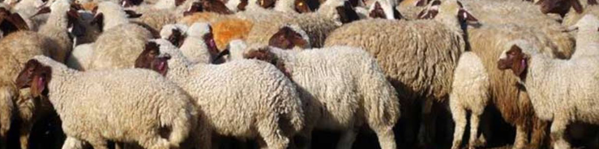 قاچاق دام به عراق زیاد شد/ سود ۵۰ هزار تومانی فروش هر کیلو گوسفند در عراق