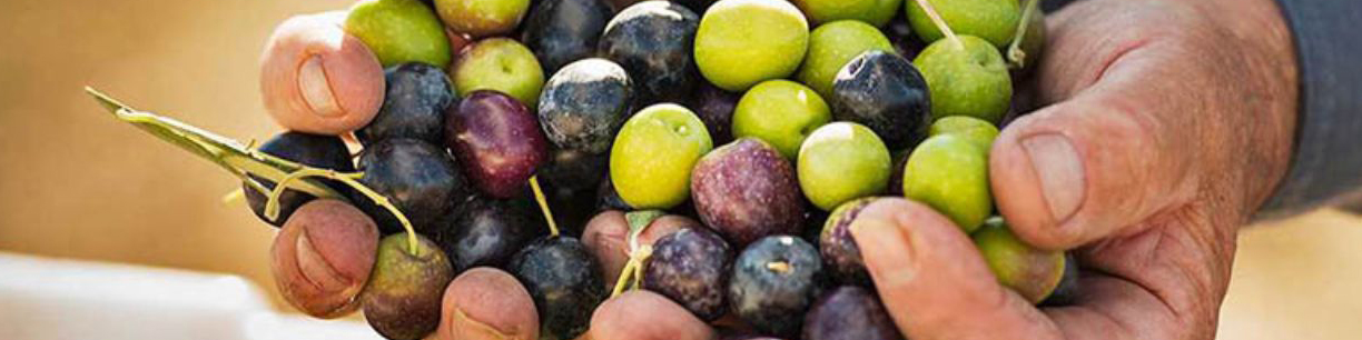 تولید زیتون کاهش مییابد/ضعف در نظارتها مانع خوداتکایی تولید روغن زیتون شد