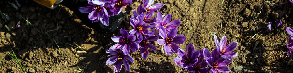 رشد ۲۰ درصدی صادرات طلای سرخ؛ بازار زعفران داخل تعریفی ندارد