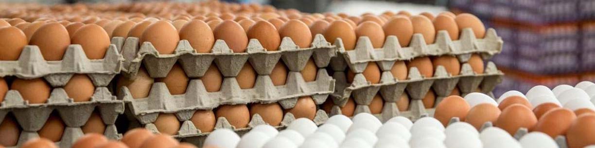 صادرات تخم مرغ متوقف است/ با کمبود تولید مواجهیم