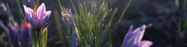 حداکثر قیمت هر مثقال زعفران ۸۵ هزار تومان/ رشد ۴۷ درصدی صادرات طلای سرخ