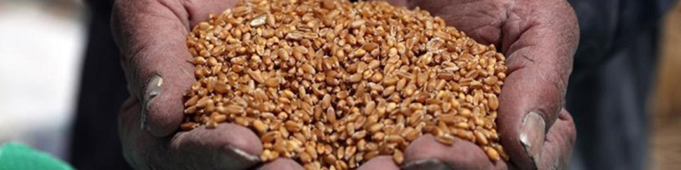 ابهام در ماجرای گندم‌های آلوده و سکوت استاندارد