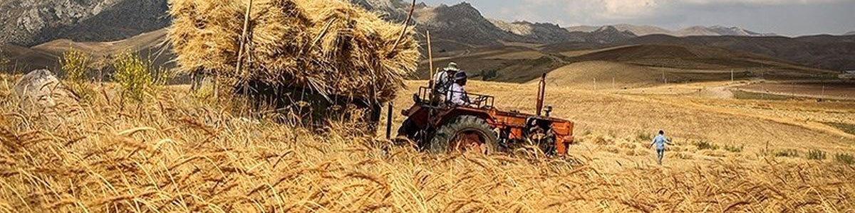 از بین رفتن تعداد قابل توجهی از اراضی گندم/ ۳۰ درصد از بوته‌های همدان نابود شد
