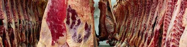 تاثیر محسوس صادرات و قاچاق دام بر بازار گوشت/ قیمت دام زنده ۸۵ هزار تومان شد