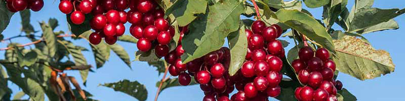 سود دهی درخت آلبالو در هکتار چقدر است؟