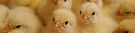 مرغداریها جوجه ریزی برای دوره بعد را کاهش دادهاند