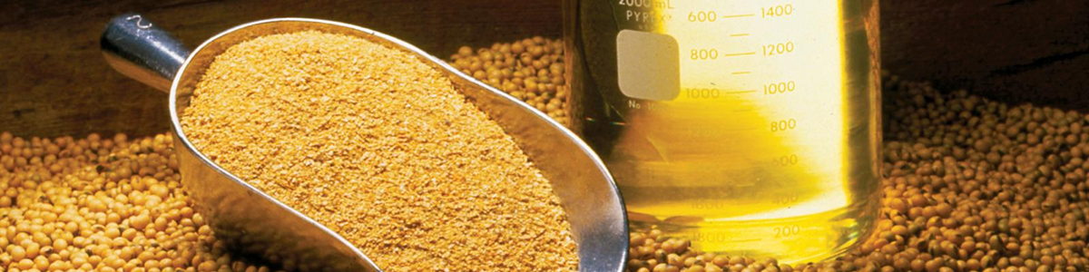 آخرین آمار از تولید و تجارت دانه های روغنی در سطح جهان