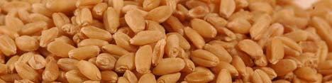 هیچ گندم آلودهای وارد کشور نشده است