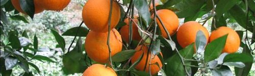 توافق ایران و صربستان برای همکاری در بخش کشاورزی