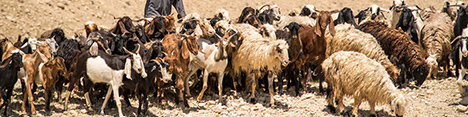 خرید تضمینی دام مازاد عشایر در دستور کار دولت قرار گیرد