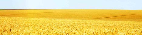 عدم تخصیص ارز مبادلهای به نهادههای کشاورزی، مشکلساز شده است