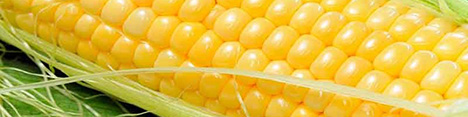 عرضه ذرت دانهای داخلی در قالب معاملات پیوسته گواهی سپرده کالایی