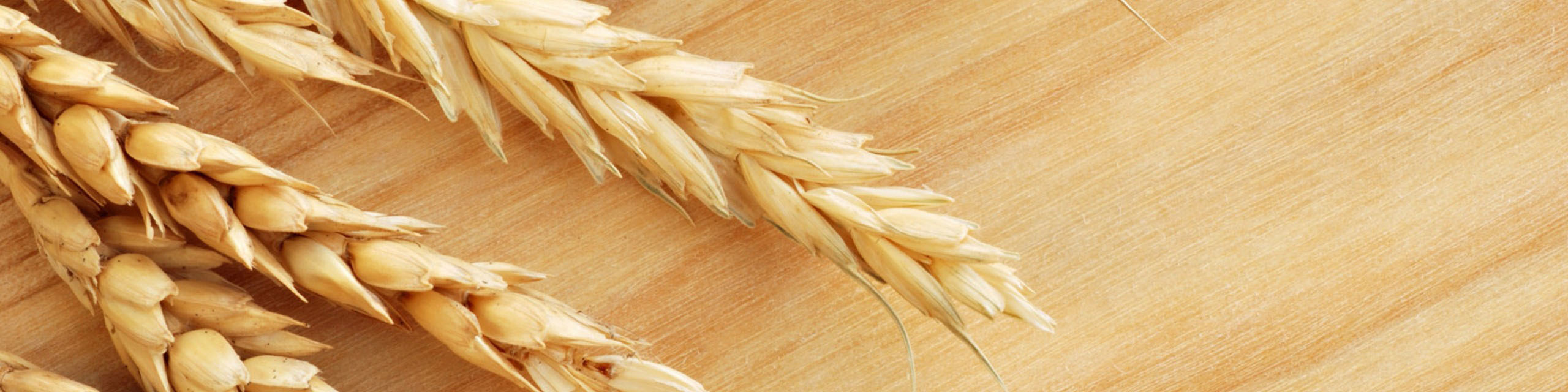 عرضه گندم خوراکی در قالب طرح قیمت تضمینی