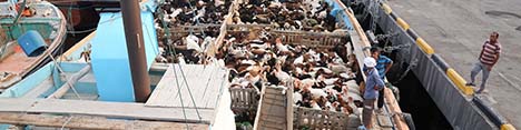 وزارت جهادکشاورزی افزایش قیمت گوشت گوسفندی به دلیل صادرات را رد کرد