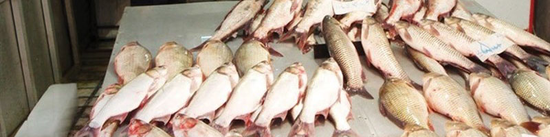 تیلاپیای چینی بلای جان تولید داخل شده است/ سود عجیب غریب واسطهها از فروش قزلآلا