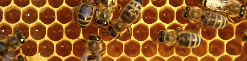 وفور عسلهای قاچاق در بازار/ افزایش ۳ برابری قیمت ملکههای چینی!