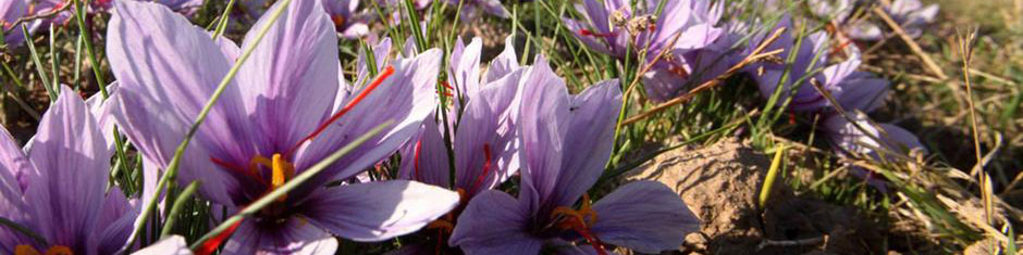 نادیده گرفتن بخش خصوصی توسط بخش دولتی در خرید زعفران