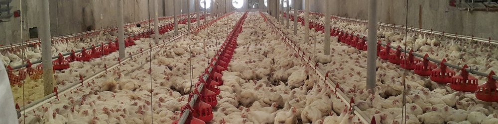 آخرین اقدامات توقف شیوع آنفلوانزای پرندگان؛ ابتلای انسانی بعید نیست