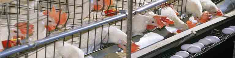 ۸۵ درصد صنعت مرغ تخمگذار، گرفتار بیماری آنفلوانزا حاد پرندگان