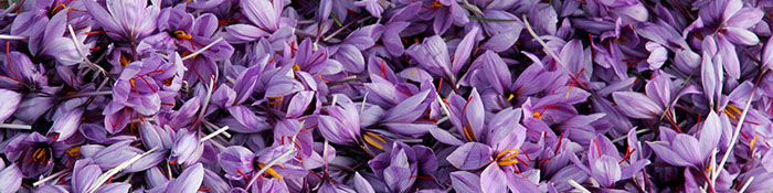 غلامرضا میری: افزایش ۲۶ درصدی صادرات زعفران