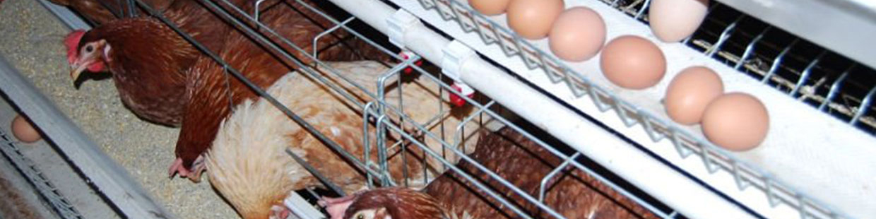 چرخش ویروس آنفلوانزای حاد پرندگان در استانهای پرخطر/ معدوم 300 هزار قطعه طیور در تیر