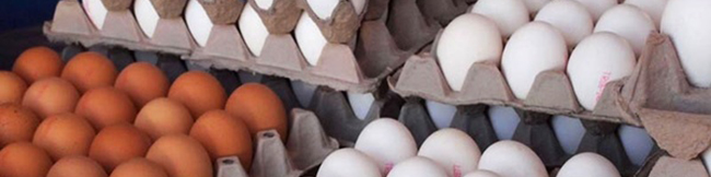 مدیرعامل اتحادیه مرغداران: ۱۰ تن صادرات تخم مرغ گفتن ندارد
