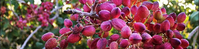 رئیس انجمن پسته: گرانی پسته به جیب باغداران رفت/ باغداران: پسته را کیلویی ۳۰ هزار تومان فروختیم