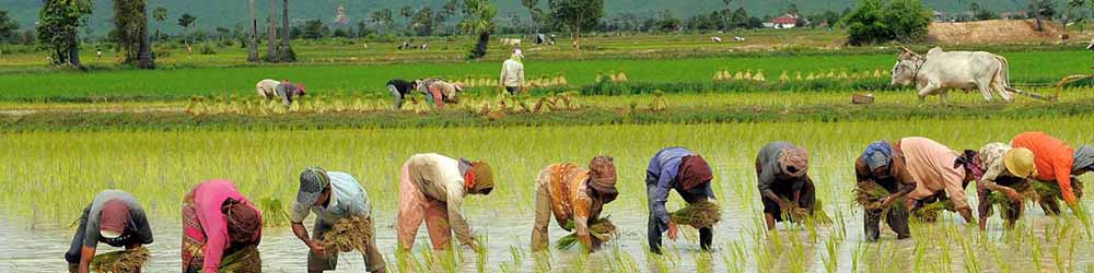 مجلس با ممنوعیت کشت برنج مخالفت کرد
