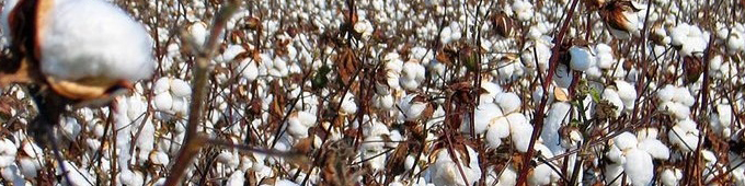 تولید پنبه به ۶۵ هزار تن میرسد/ ضریب خوداتکایی به ۶۰ درصد میرسد