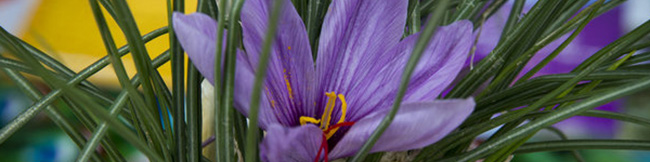 خرید توافقی زعفران باید مازاد بر توان خرید بخش خصوصی و صادرات باشد نه در خدمت دلالان و رانتجویان