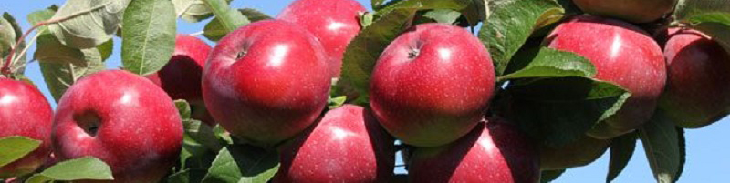 سیبهایی که روی دست باغداران ماند/ نبود بازار فروش، باغداران را متضرر کرد