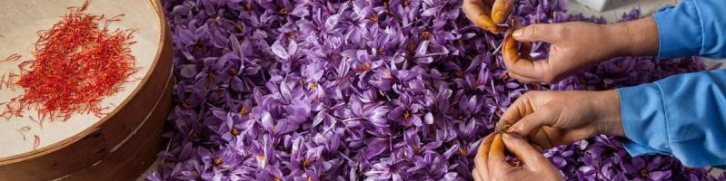 دو دغدغه صادرکنندگان زعفران خراسان رضوی