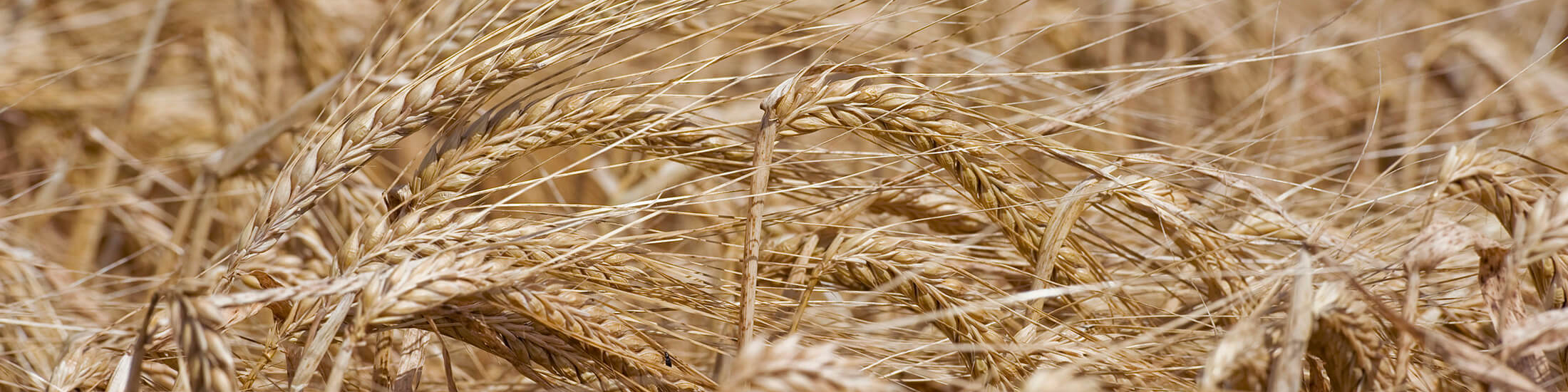 بنیاد ملی گندمکاران کاهش سطح زیرکشت گندم را تائید کرد