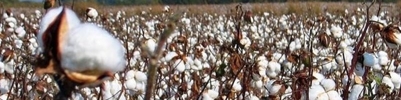 گلایه پنبهکاران از نرخ خرید تضمینی دولت/ زراعت پنبه تشنه تکنولوژی است