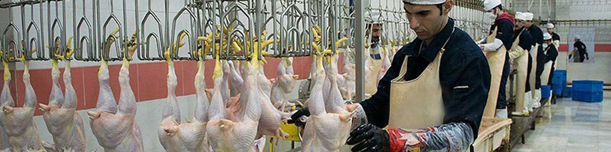 آغاز خرید مرغ مازاد مرغداران از سوی شرکت پشتیبانی امور دام