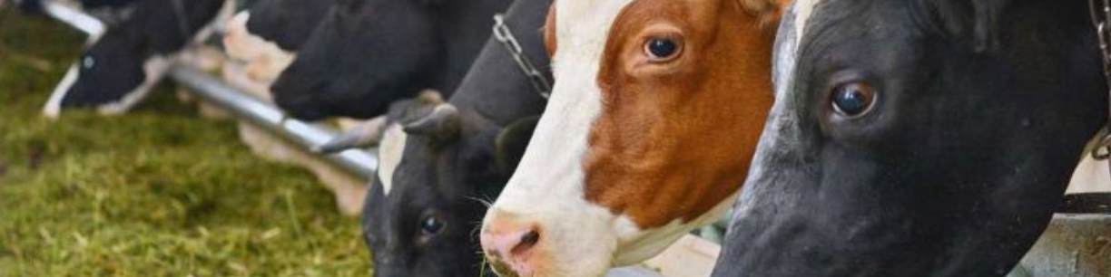 دلیل گرانی گوشت از زبان رییس اتحادیه دامداران