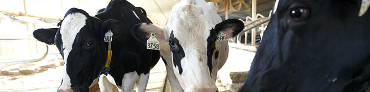 اعلام قیمت تمامشده محصولات دامی تا دو هفته آینده