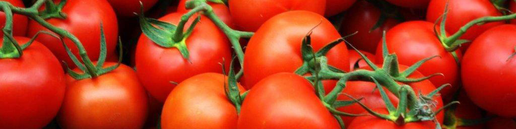 صادرات ۱۴ هزار تن گوجه فرنگی طی ۱۱روز به کردستان عراق/ ماجرای افت شدید قیمتها در مرز