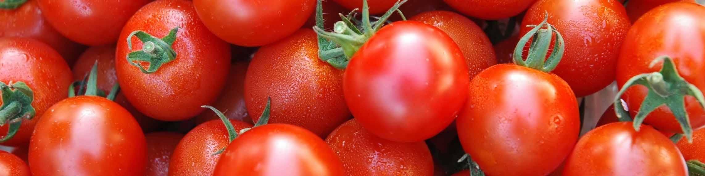 آغاز عرضه گوجه ۱۱ هزار تومانی در میادین میوه و ترهبار تهران