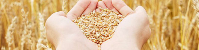 توزیع ۳۸۰ هزار تُن بذر گندم در بین کشاورزان