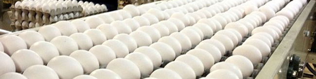 کاهش ۲۵درصدی تولید تخم مرغ/ دولت در تهیه واکسن آنفلوانزا کمک کند