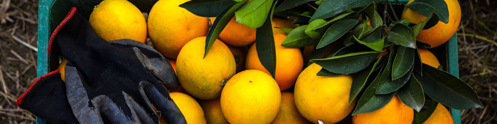 چرا میوه امسال یکباره گران شد؟/ دلالیهایی که تمامی ندارند!