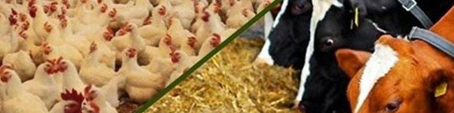 مدیرعامل اتحادیه دامداران: ارز تخصیص دهند؛ کمتر از یک ماه نهاده دامی وارد میکنیم